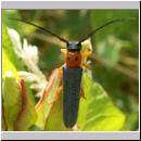 Oberea oculata - Rothalsiger Weidenbock 01.jpg